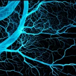 Medical imaging showing intricate microvascular network, macro lens, 60mm, high detail, precise focusing, controlled lighting, representing super-resolution microcirculation imaging for lymphoma.