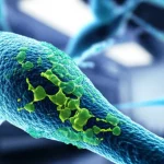Un'immagine concettuale di cellule staminali mesenchimali derivate dalla placenta, visualizzate al microscopio con illuminazione fluorescente che ne evidenzia la struttura, su uno sfondo che suggerisce un ambiente di laboratorio high-tech. Macro lens, 100mm, high detail, controlled lighting.