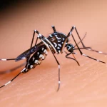 Fotografia macro estremamente dettagliata di una zanzara tigre (Aedes albopictus) mentre punge un braccio umano. L'insetto è a fuoco nitido, mettendo in evidenza le sue caratteristiche strisce bianche e nere. Lo sfondo è leggermente sfocato per enfatizzare il soggetto. Obiettivo macro da 90mm, illuminazione drammatica laterale per creare contrasto e dettaglio.