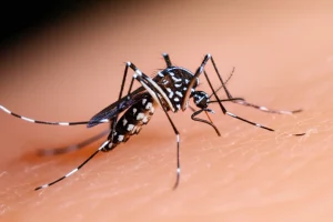 Fotografia macro estremamente dettagliata di una zanzara tigre (Aedes albopictus) mentre punge un braccio umano. L'insetto è a fuoco nitido, mettendo in evidenza le sue caratteristiche strisce bianche e nere. Lo sfondo è leggermente sfocato per enfatizzare il soggetto. Obiettivo macro da 90mm, illuminazione drammatica laterale per creare contrasto e dettaglio.