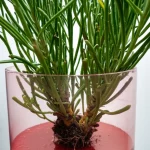 Fotografia still life che mostra una pianta alofita robusta (Atriplex nummularia) con radici visibili che crescono vigorosamente in un campione di residuo di bauxite rosso-bruno all'interno di un contenitore trasparente, simboleggiando la fitorimediazione e la resilienza della natura, obiettivo macro 60mm, alta definizione, illuminazione controllata per enfatizzare il contrasto tra la pianta verde e il residuo rosso.