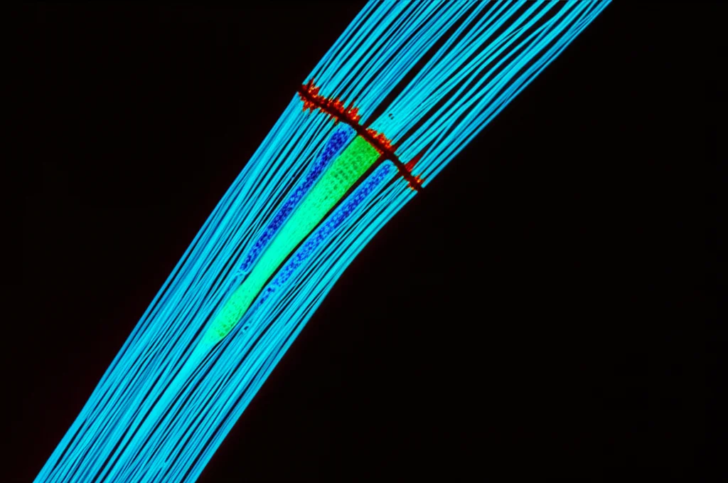 Immagine macro altamente dettagliata di fibre nervose in fase di rigenerazione, con la guaina mielinica visibilmente riparata. Luce da laboratorio controllata che evidenzia le delicate strutture cellulari, obiettivo macro 105mm, messa a fuoco precisa sulle cellule di Schwann attive e colorate fluorescentemente.