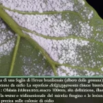 Macro fotografia di una foglia di Hevea brasiliensis (albero della gomma) con evidenti sintomi di infezione da oidio. La superficie della foglia presenta chiazze bianche e polverose caratteristiche della malattia. Obiettivo macro 100mm, alta definizione, illuminazione laterale controllata per accentuare la texture tridimensionale del micelio fungino e le lesioni sulla foglia, messa a fuoco precisa sulle colonie di oidio.