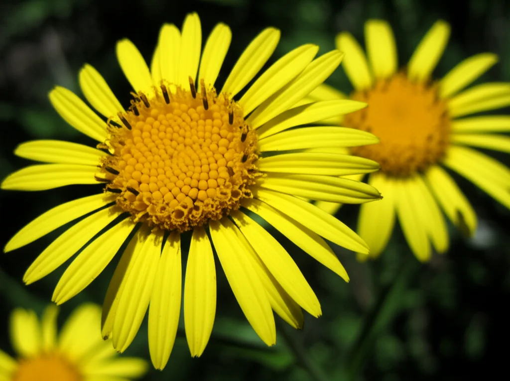 Fotografia macro di un fiore di Inula racemosa in piena fioritura, obiettivo macro 100mm, alta definizione, messa a fuoco precisa, illuminazione controllata che evidenzia i dettagli dei petali gialli e del centro del fiore, con uno sfondo leggermente sfocato che suggerisce l'aspro ambiente dell'Himalaya occidentale.