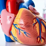 Fotografia medica concettuale, obiettivo macro 100mm, che mostra un modello anatomico del cuore umano sano posto accanto a un altro modello che mostra segni di danno miocardico (aree più scure o fibrotiche), con fiale di chemioterapici (etichette sfocate) sullo sfondo. Illuminazione da studio controllata, alta definizione, focus selettivo sul cuore danneggiato.