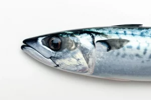 Un primo piano di uno sgombro Scomber colias appena pescato, adagiato su una superficie riflettente che ne esalta i colori iridescenti. Obiettivo macro 60mm, alta definizione, illuminazione controllata da studio per evidenziare la freschezza e i dettagli della pelle argentea con striature scure, goccioline d'acqua sulla superficie del pesce.