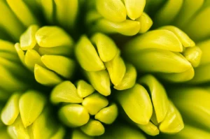 Macro photograph showing the intricate details of developing Brassica seeds, highlighting different tissue types and stages, 100mm Macro lens, high detail, precise focusing, controlled lighting.