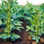 Due piante di fava affiancate in un campo agricolo, una visibilmente più grande e rigogliosa ('Big'), l'altra più piccola ('Little'), a simboleggiare l'effetto dell'eterogeneità del suolo a piccola scala. Scatto a livello del suolo, obiettivo 35mm, profondità di campo che sfoca lo sfondo.