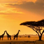 Un'immagine mozzafiato del Parco Nazionale Kruger in Sudafrica al tramonto, con giraffe che si stagliano contro il cielo arancione e un'acacia solitaria. Landscape wide angle, 10mm, long exposure, smooth clouds, colori caldi e vibranti, sharp focus.