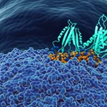 Visualizzazione 3D di un anticorpo monoclonale (Nimotuzumab) che si lega specificamente al recettore EGFR sulla membrana di una cellula tumorale del carcinoma nasofaringeo. Macro lens, 100mm, high detail, precise focusing, illuminazione scientifica che evidenzia l'interazione molecolare.