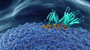 Visualizzazione 3D di un anticorpo monoclonale (Nimotuzumab) che si lega specificamente al recettore EGFR sulla membrana di una cellula tumorale del carcinoma nasofaringeo. Macro lens, 100mm, high detail, precise focusing, illuminazione scientifica che evidenzia l'interazione molecolare.