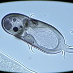 Fotografia macro di un embrione di topo nelle primissime fasi (stadio 2-4 cellule) sotto un microscopio, con dettagli cellulari nitidi, illuminazione controllata per evidenziare le strutture, lunghezza focale 80mm macro.