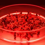 A high detail macro lens shot at 60mm showing a cotton explant with emerging shoots in a petri dish under red LED light, illustrating successful in vitro regeneration with precise focusing and controlled lighting.