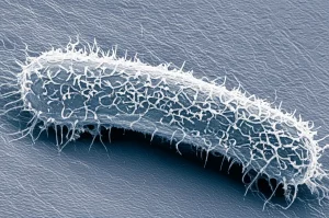 Immagine al microscopio elettronico del batterio Pasteurella multocida, con dettagli della sua struttura cellulare e della capsula. Obiettivo macro 100mm, alta definizione, illuminazione controllata per evidenziare le caratteristiche morfologiche rilevanti per la sua virulenza.