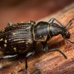 Primo piano estremo di un coleottero Scolytinae, forse del genere Ips, che emerge da un foro circolare su una corteccia scura di conifera. Dettagli nitidi dell'insetto, delle sue antenne e della texture ruvida del legno. Illuminazione laterale drammatica per creare ombre e profondità, mettendo in risalto l'insetto. Obiettivo macro 105mm, alta definizione, messa a fuoco precisa sull'occhio dell'insetto.