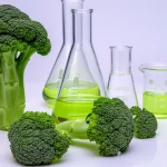 Un primo piano dettagliato di gambi di broccolo freschi e vibranti sezionati, posti accanto a becher contenenti solventi eutettici profondi di colore chiaro, su un banco di laboratorio pulito. Illuminazione da studio controllata, obiettivo macro da 90mm per evidenziare la texture del broccolo e la limpidezza del solvente, alta definizione.
