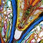 Close-up macro lens shot of a detailed brain cross-section showing white matter tracts highlighted in different colors, 60mm focal length, high detail, precise focusing, controlled lighting.