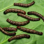 Objects, still life, Macro lens, 100mm, High detail, precise focusing, controlled lighting, showcasing vibrant edible caterpillars native to Kwilu, DRC, resting on the leaves of their preferred host plants, illustrating the focus of the study.