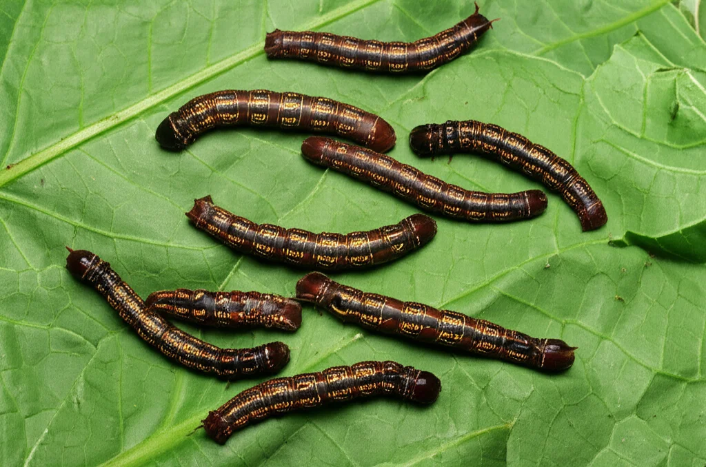 Objects, still life, Macro lens, 100mm, High detail, precise focusing, controlled lighting, showcasing vibrant edible caterpillars native to Kwilu, DRC, resting on the leaves of their preferred host plants, illustrating the focus of the study.