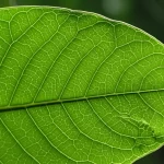Primo piano dettagliato di una foglia composta di Dalbergia odorifera, illuminazione laterale controllata per evidenziare la texture vellutata e le venature, obiettivo macro 100mm, alta definizione, messa a fuoco precisa sulla nervatura centrale, sfondo sfocato verde scuro.