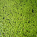 Bright green duckweed covering a pond surface, macro lens, 100mm, high detail, precise focusing, controlled lighting, representing the potential of this resilient plant.