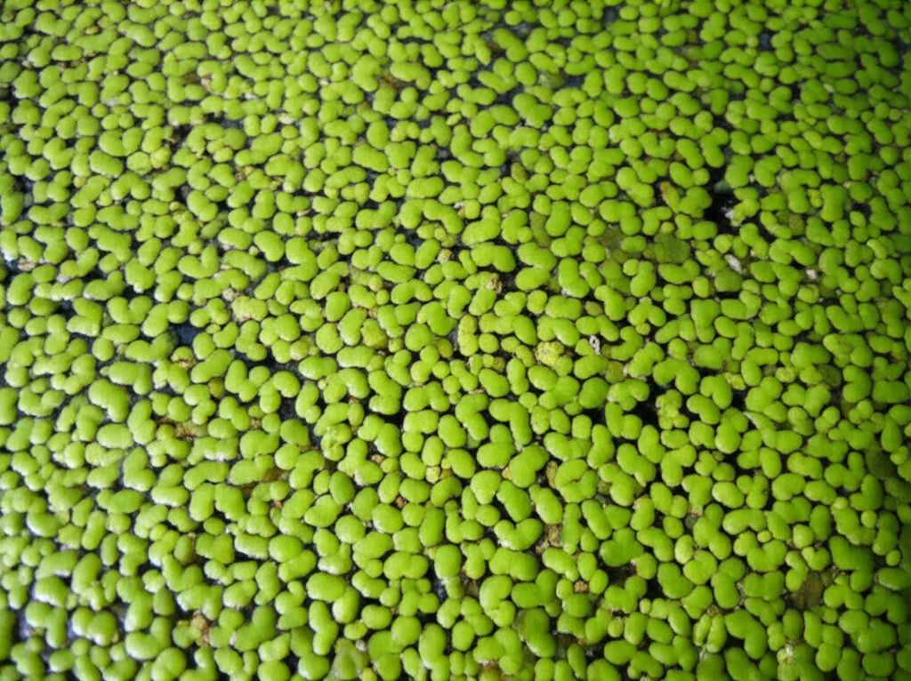 Bright green duckweed covering a pond surface, macro lens, 100mm, high detail, precise focusing, controlled lighting, representing the potential of this resilient plant.