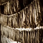Primo piano di foglie di tabacco curate appese in un fienile, con luce calda che filtra, lente prime 35mm, profondità di campo, toni seppia e ocra duotone, per evidenziare la texture e il processo di invecchiamento.