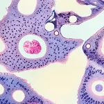 A detailed macro shot of a medical lab slide showing cellular structures, 105mm macro lens, high detail, precise focusing, controlled lighting.