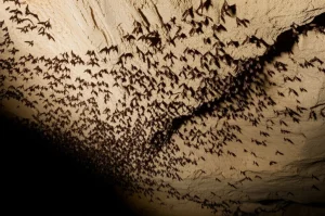 Fotografia wide-angle 24mm di una colonia di pipistrelli Miniopterus schreibersii all'interno di una grotta buia in Spagna. Luce fioca che filtra dall'ingresso, mettendo in risalto le silhouette dei pipistrelli in volo e appesi. Sharp focus sulle texture della roccia e dei pipistrelli.