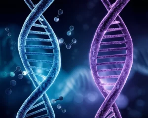 Visualizzazione concettuale astratta di due eliche di DNA luminose, una blu (simbolo della parodontite) e una viola (simbolo del lupus), che si intrecciano. Lungo le eliche, specifici segmenti genici (i geni crosstalk) brillano più intensamente. Piccole molecole di farmaci stilizzate si avvicinano a questi segmenti luminosi. Obiettivo macro, 100mm, alta definizione, illuminazione drammatica con effetto bokeh sullo sfondo scuro per enfatizzare l'interazione tra geni e farmaci.