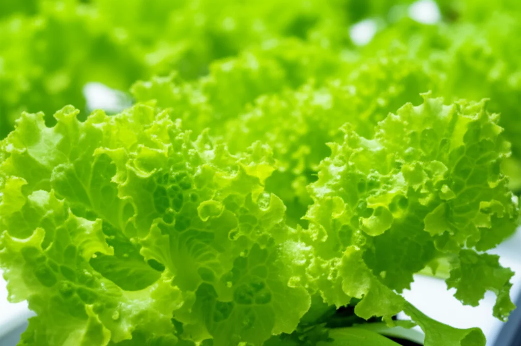 Primo piano di foglie di lattuga idroponica verde brillante e croccante, coltivate in un sistema idroponico moderno, macro lens 70mm, high detail, precise focusing, controlled lighting, con gocce d'acqua fresche visibili.