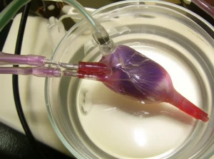 Un cuore di ratto isolato, rosso vivo e sano, montato su una cannula aortica all'interno di una camera di perfusione Langendorff in vetro. Si vedono tubicini trasparenti che trasportano il perfusato. Illuminazione da laboratorio brillante e focalizzata sul cuore. Obiettivo macro, 60mm, alta definizione dei dettagli anatomici del cuore e delle goccioline di liquido sulla sua superficie.