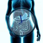 Un orologio stilizzato fuso con una rappresentazione dell'intestino umano, prime lens 35mm, depth of field, duotone blu e grigio, a simboleggiare l'impatto dei ritmi circadiani sulla salute intestinale e l'IBS.