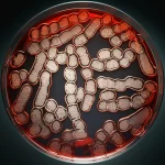 A macro lens shot (100mm) focusing on a petri dish containing abstract representations of gut bacteria, with controlled lighting creating a sense of scientific investigation.