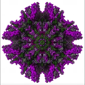 Immagine macro fotorealistica di diverse proteine di fusione virali (classi II e III visibili) che riconoscono e iniziano a riorganizzare una membrana biologica complessa, ricca di colesterolo e lipidi polinsaturi. Macro lens, 90mm, high detail, precise focusing, controlled lighting, depth of field per mettere a fuoco le proteine mentre la membrana sullo sfondo appare leggermente sfocata.