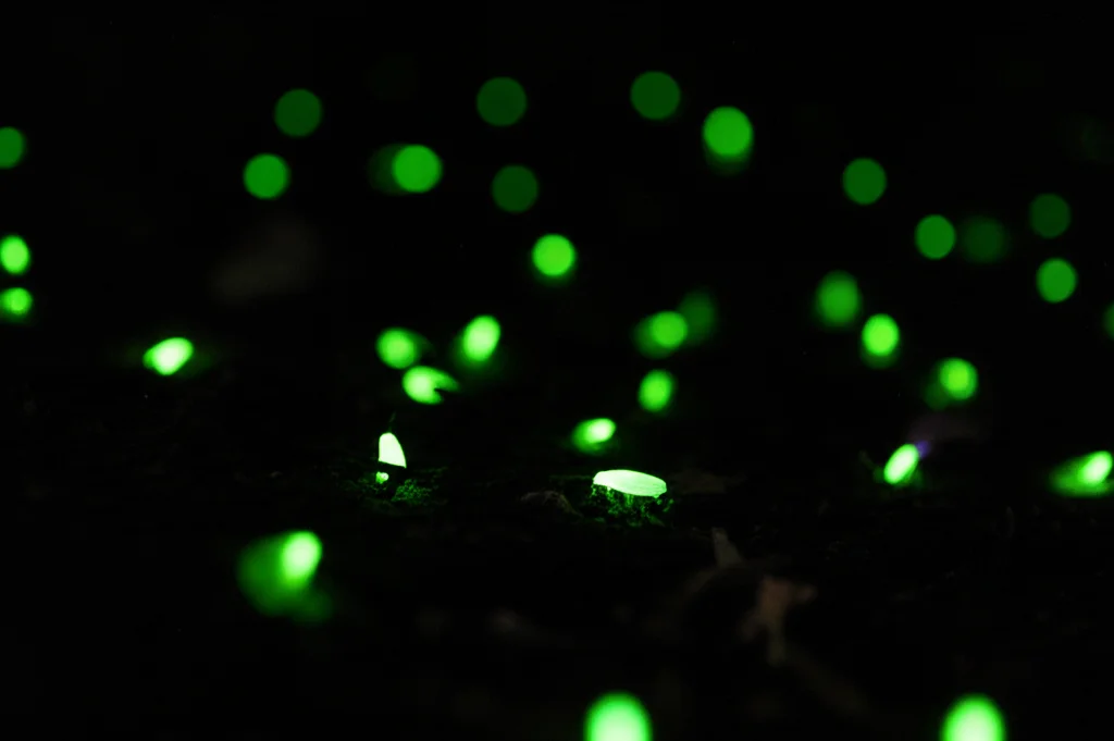 Scatto macro, obiettivo 100mm, di diverse lucciole luminose (glowworms) in una foresta buia e umida di notte. Messa a fuoco precisa su una lucciola in primo piano, con altre sfocate sullo sfondo. Illuminazione controllata per esaltare il bagliore verde-giallo degli insetti, high detail sulle ali e sul corpo, rappresentando l'ispirazione naturale dell'algoritmo GSO.
