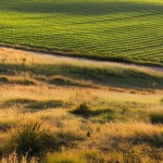 Un paesaggio semi-arido che mostra diversi tipi di utilizzo del suolo: una prateria naturale incontaminata, un campo coltivato intensamente e un'area incolta. La luce del tardo pomeriggio evidenzia le diverse texture e colori del suolo. Obiettivo grandangolare 20mm, messa a fuoco nitida, lunga esposizione per enfatizzare la vastità del paesaggio e le sottili differenze tra le aree.
