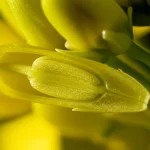 Primo piano macro di semi di Brassica napus maturi e lucidi, alcuni sezionati per mostrare i cotiledoni interni, illuminazione da studio controllata per esaltare dettagli e texture oleose, obiettivo macro 100mm, alta definizione, focus preciso sulle strutture interne.