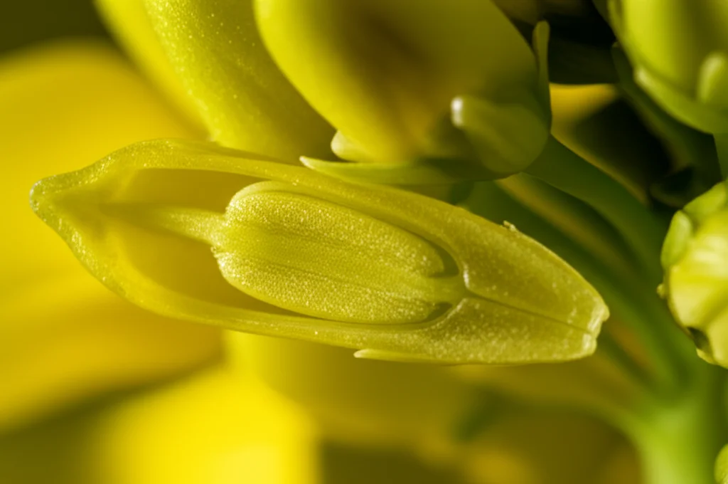 Primo piano macro di semi di Brassica napus maturi e lucidi, alcuni sezionati per mostrare i cotiledoni interni, illuminazione da studio controllata per esaltare dettagli e texture oleose, obiettivo macro 100mm, alta definizione, focus preciso sulle strutture interne.