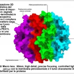 Visualizzazione 3D fotorealistica del meccanismo di importazione di una proteina con segnale PTS2 (N-terminale) in un perossisoma. Si osserva il complesso PEX7-recettore-cargo che attraversa il poro formato dalla proteina PEX13, immerso in una membrana cellulare. Dettagli: Macro lens, 60mm, high detail, precise focusing, controlled lighting, con la membrana perossisomiale e il lume chiaramente definiti, colori brillanti per le proteine.