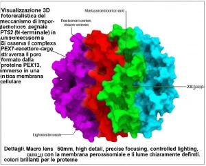 Visualizzazione 3D fotorealistica del meccanismo di importazione di una proteina con segnale PTS2 (N-terminale) in un perossisoma. Si osserva il complesso PEX7-recettore-cargo che attraversa il poro formato dalla proteina PEX13, immerso in una membrana cellulare. Dettagli: Macro lens, 60mm, high detail, precise focusing, controlled lighting, con la membrana perossisomiale e il lume chiaramente definiti, colori brillanti per le proteine.