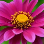 Immagine concettuale che rappresenta il legame tra trauma infantile e depressione bipolare: una radice spezzata e scura (simbolo del trauma) da cui cresce un fiore con petali che alternano tonalità chiare e scure (simbolo del disturbo bipolare e delle sue fasi). La foto è scattata con un obiettivo macro da 100mm per evidenziare i dettagli, con illuminazione controllata per creare un'atmosfera intensa e un leggero effetto bokeh sullo sfondo per focalizzare l'attenzione sul soggetto principale.