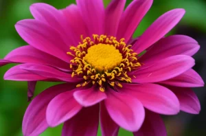 Immagine concettuale che rappresenta il legame tra trauma infantile e depressione bipolare: una radice spezzata e scura (simbolo del trauma) da cui cresce un fiore con petali che alternano tonalità chiare e scure (simbolo del disturbo bipolare e delle sue fasi). La foto è scattata con un obiettivo macro da 100mm per evidenziare i dettagli, con illuminazione controllata per creare un'atmosfera intensa e un leggero effetto bokeh sullo sfondo per focalizzare l'attenzione sul soggetto principale.