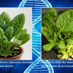 Una pianta di spinacio coltivato (Spinacia oleracea) sana e rigogliosa a sinistra, contrastata da una pianta della stessa specie visibilmente affetta da avvizzimento da Fusarium a destra, con foglie gialle e flaccide. Sullo sfondo, una delicata sovrapposizione grafica di una doppia elica di DNA. Macro lens, 60mm, high detail, controlled lighting, contrast between healthy and diseased plant.