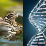 Fotografia macro ad altissimo dettaglio di una rana temporaria (Rana temporaria) nel suo habitat naturale umido, con goccioline d'acqua sulla pelle. Accanto, una rappresentazione artistica ma scientificamente accurata di una doppia elica di DNA con evidenziate le regioni dei tandem repeats. Obiettivo macro 105mm, illuminazione naturale soffusa, focus preciso sulla texture della pelle della rana e sulla struttura del DNA.