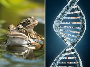 Fotografia macro ad altissimo dettaglio di una rana temporaria (Rana temporaria) nel suo habitat naturale umido, con goccioline d'acqua sulla pelle. Accanto, una rappresentazione artistica ma scientificamente accurata di una doppia elica di DNA con evidenziate le regioni dei tandem repeats. Obiettivo macro 105mm, illuminazione naturale soffusa, focus preciso sulla texture della pelle della rana e sulla struttura del DNA.