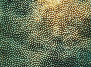 Fotografia subacquea, obiettivo macro 60mm, di una colonia di corallo Agaricia agaricites nei Caraibi, con diversi piccoli simbionti visibili sulla sua superficie, come minuscoli crostacei o vermi. Illuminazione controllata per esaltare i dettagli e i colori, alta definizione, messa a fuoco precisa sui simbionti.