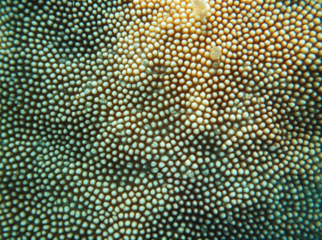 Fotografia subacquea, obiettivo macro 60mm, di una colonia di corallo Agaricia agaricites nei Caraibi, con diversi piccoli simbionti visibili sulla sua superficie, come minuscoli crostacei o vermi. Illuminazione controllata per esaltare i dettagli e i colori, alta definizione, messa a fuoco precisa sui simbionti.