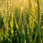 Primo piano dettagliato di diverse spighe di graminacee della sottofamiglia Pooideae, macro lens, 90mm, alta definizione, con gocce di rugiada mattutina, illuminazione dorata dell'alba che crea un bokeh soffuso sullo sfondo di un prato.
