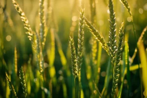 Primo piano dettagliato di diverse spighe di graminacee della sottofamiglia Pooideae, macro lens, 90mm, alta definizione, con gocce di rugiada mattutina, illuminazione dorata dell'alba che crea un bokeh soffuso sullo sfondo di un prato.